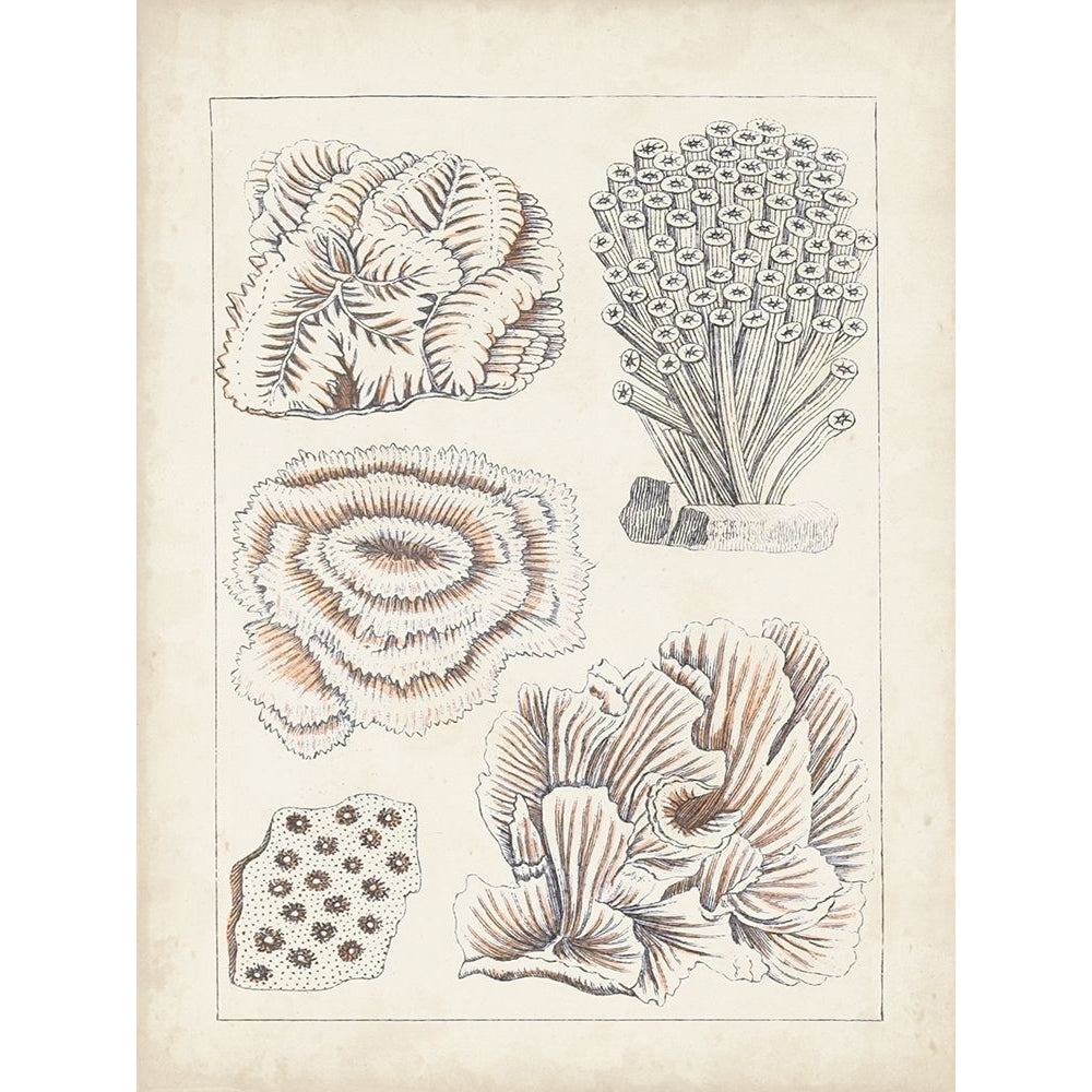 Antique White Coral I Poster Print - Studio Vision-VARPDX173868Z Image 1