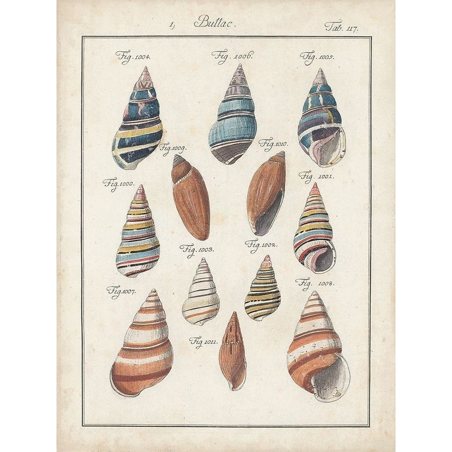 Antique Shell Pair I Poster Print - Jacques Deseve-VARPDX173860Z Image 1