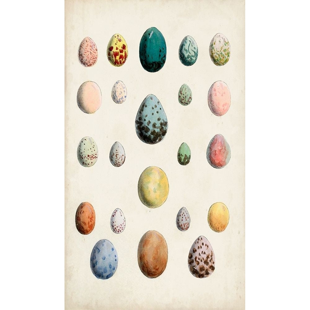 Antique Bird Eggs II Poster Print - Unknown-VARPDX173866Z Image 1