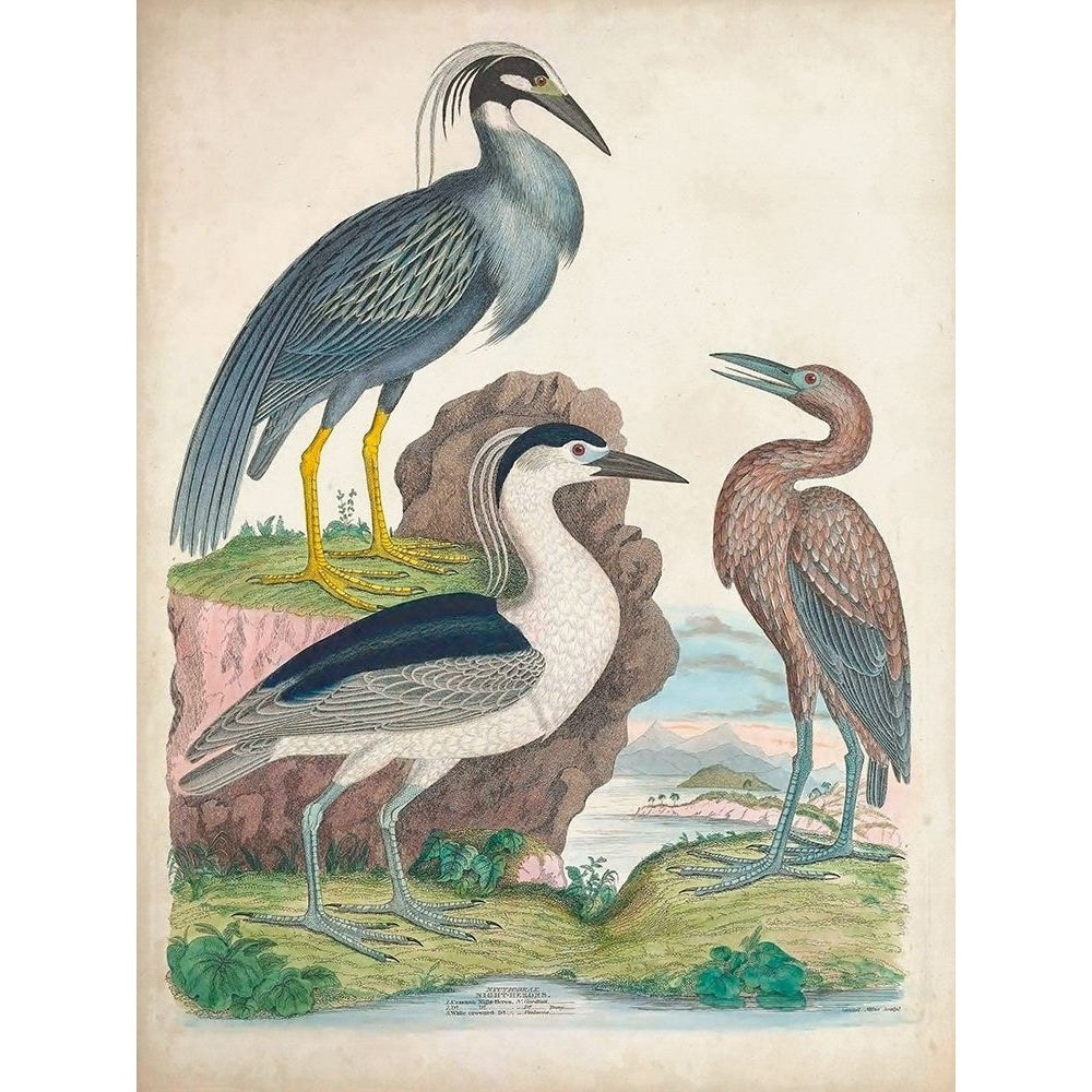 Antique Heron and Waterbirds I Poster Print - Unknown-VARPDX173881Z Image 1