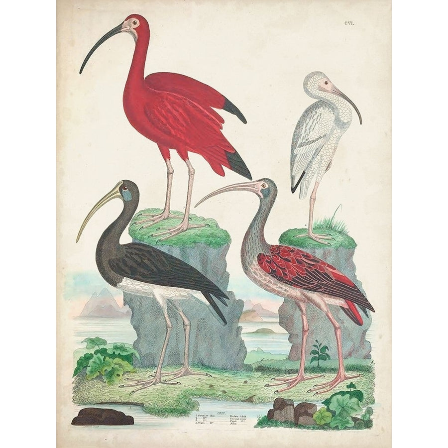 Antique Heron and Waterbirds II Poster Print - Unknown-VARPDX173882Z Image 1