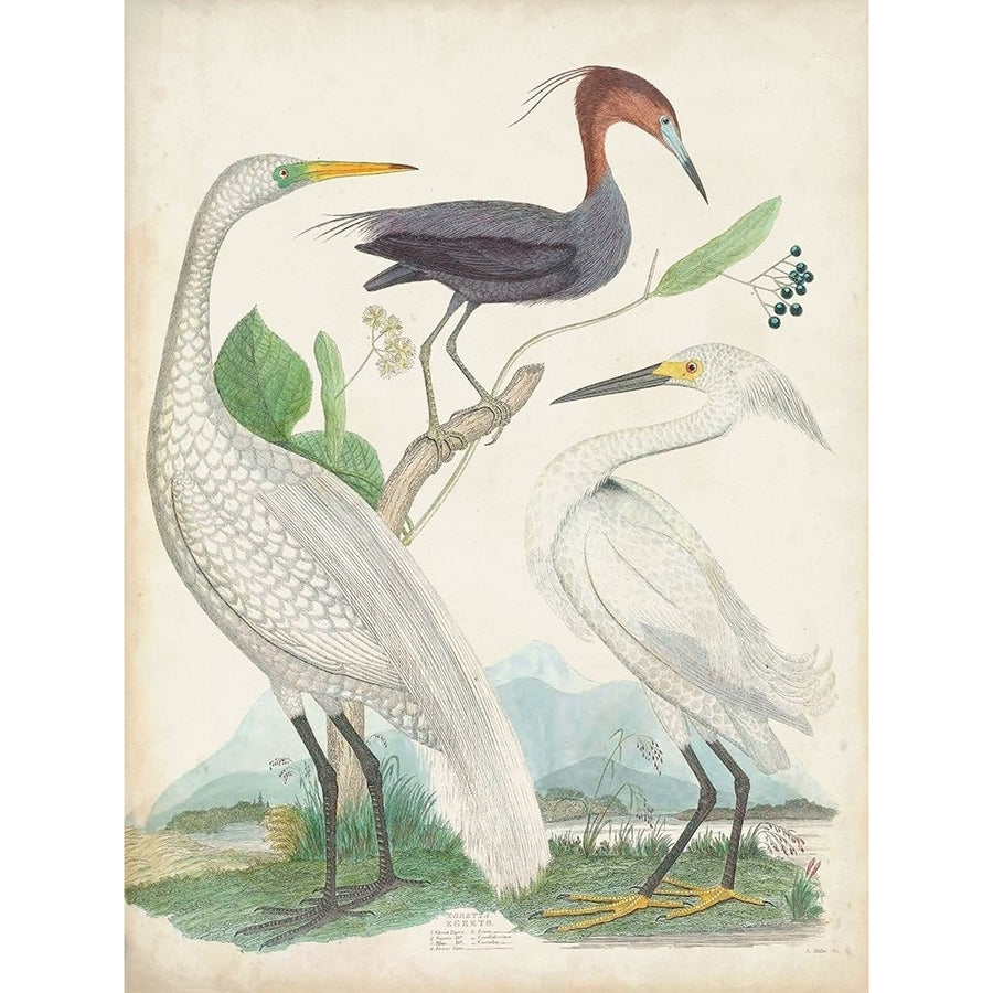 Antique Heron and Waterbirds III Poster Print - Unknown-VARPDX173883Z Image 1