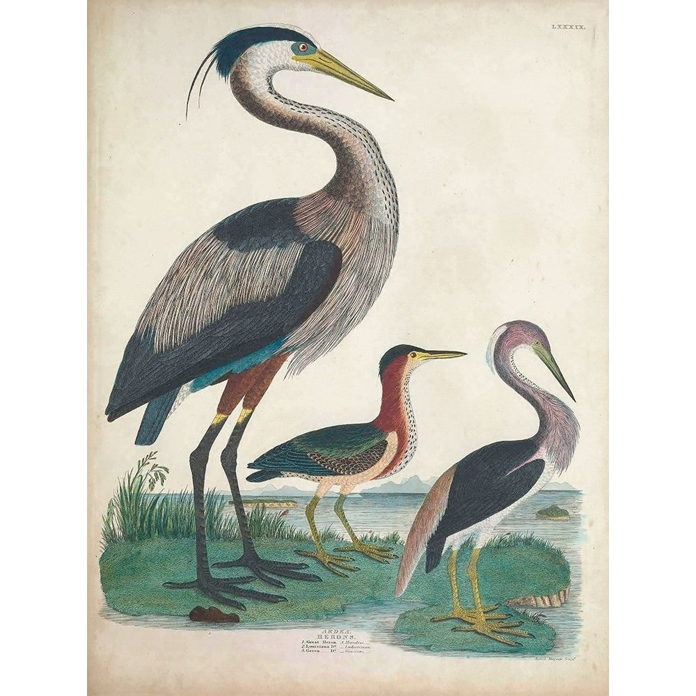 Antique Heron and Waterbirds IV Poster Print - Unknown-VARPDX173884Z Image 1