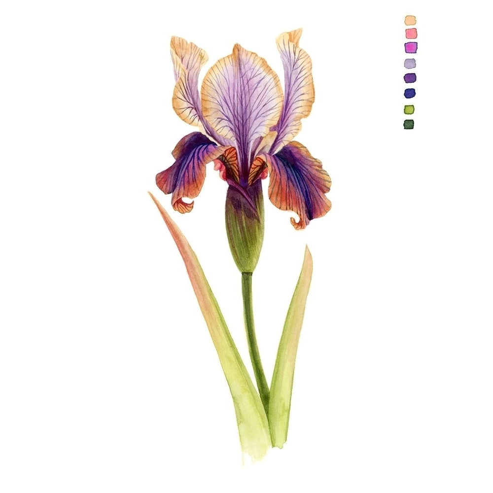 Rainbow Iris II Poster Print - Grace Popp-VARPDX173965Z Image 1