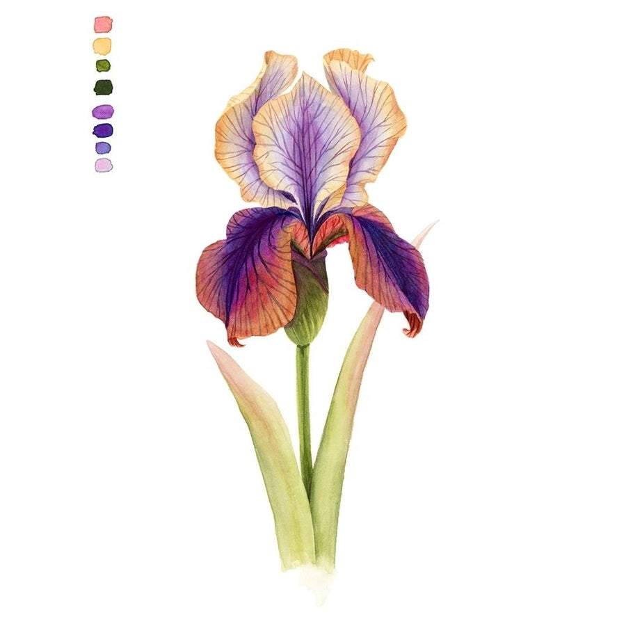 Rainbow Iris I Poster Print - Grace Popp-VARPDX173964Z Image 1