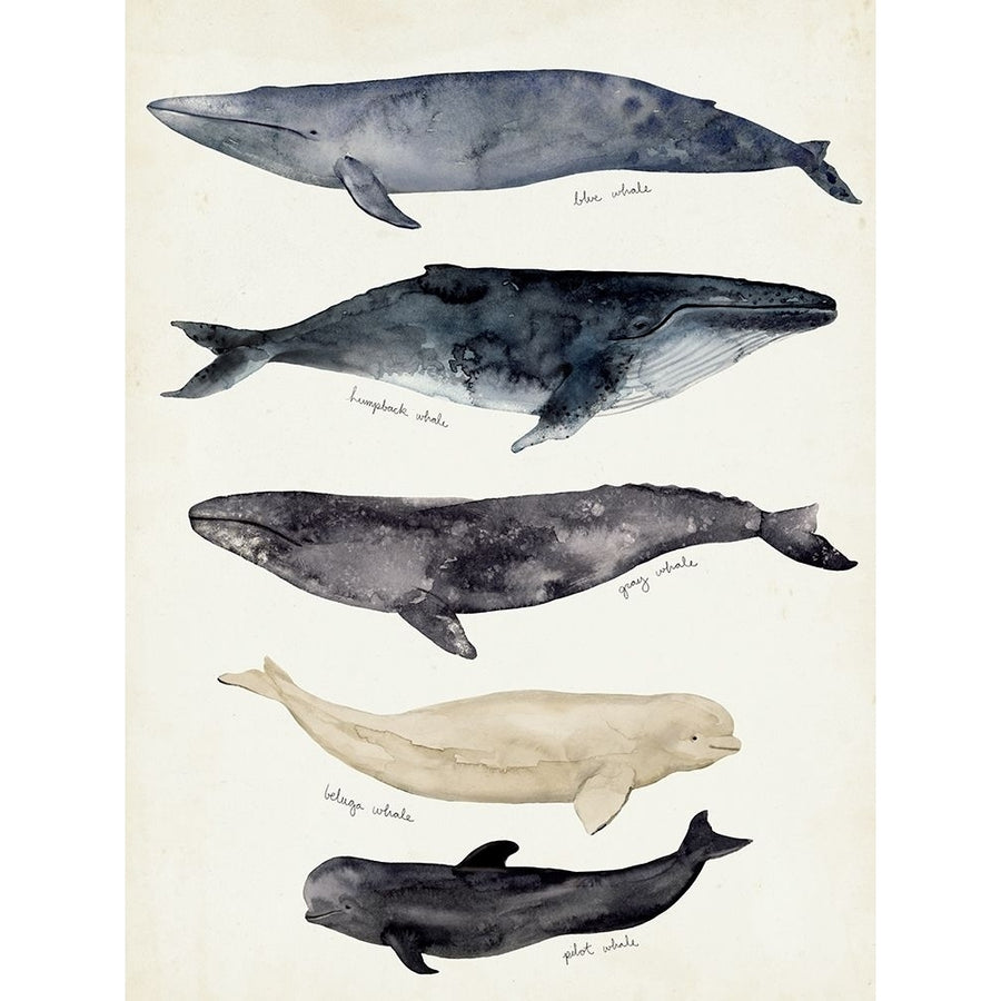 Whale Chart II Poster Print - Victoria Barnes-VARPDX173975Z Image 1