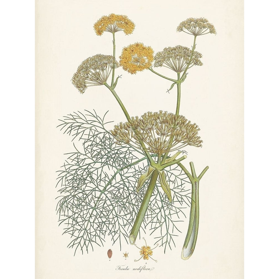 Saffron Botanicals II Poster Print - Unknown-VARPDX174162Z Image 1