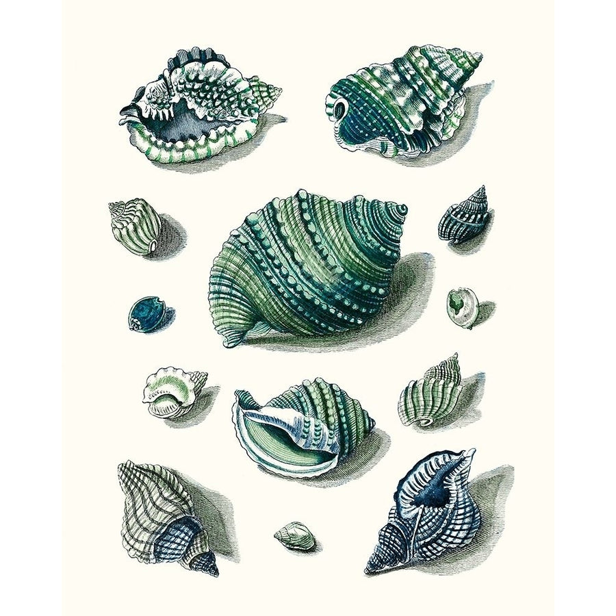 Celadon Shells II Poster Print - Studio Vision-VARPDX174170Z Image 1