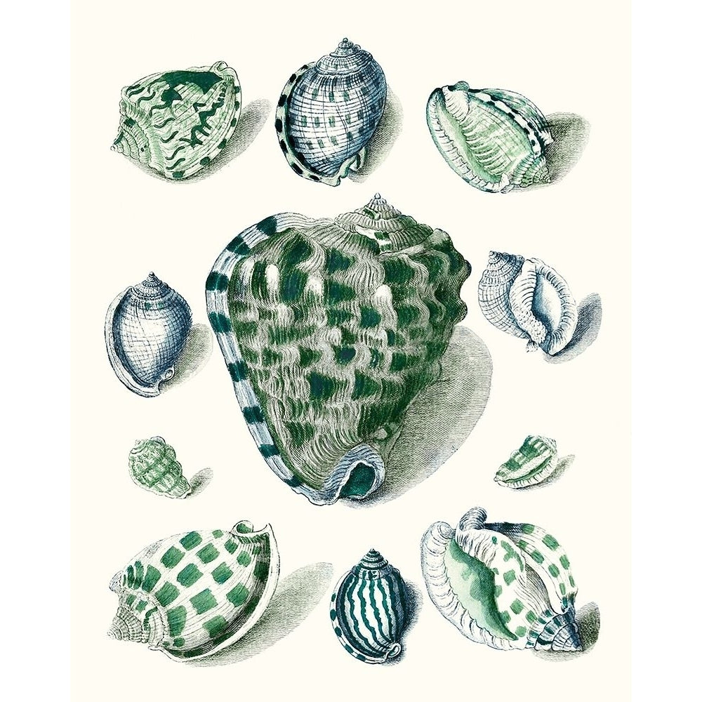 Celadon Shells III Poster Print - Studio Vision-VARPDX174171Z Image 1