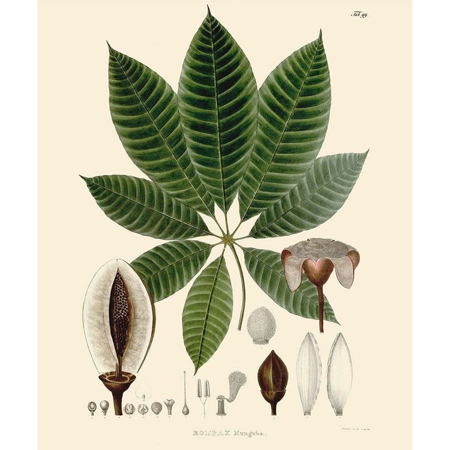 Luscious Leaves IV Poster Print - Unknown-VARPDX174176Z Image 1