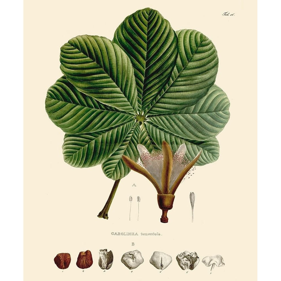 Luscious Leaves I Poster Print - Unknown-VARPDX174173Z Image 1