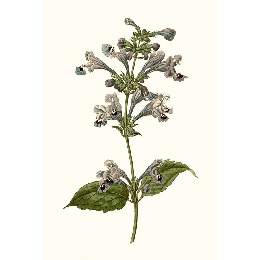 Soft Blue Botanicals III Poster Print - Curtis-VARPDX174179Z Image 1