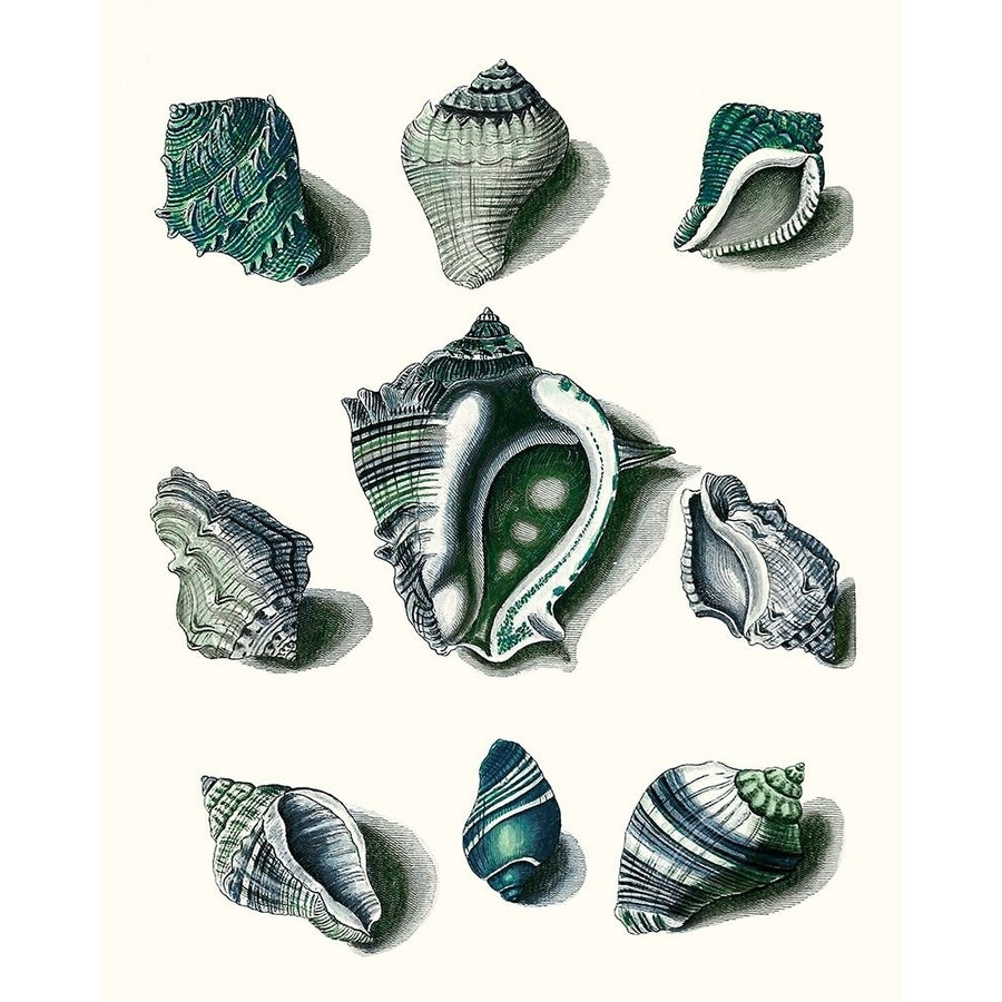 Celadon Shells IV Poster Print - Studio Vision-VARPDX174172Z Image 1