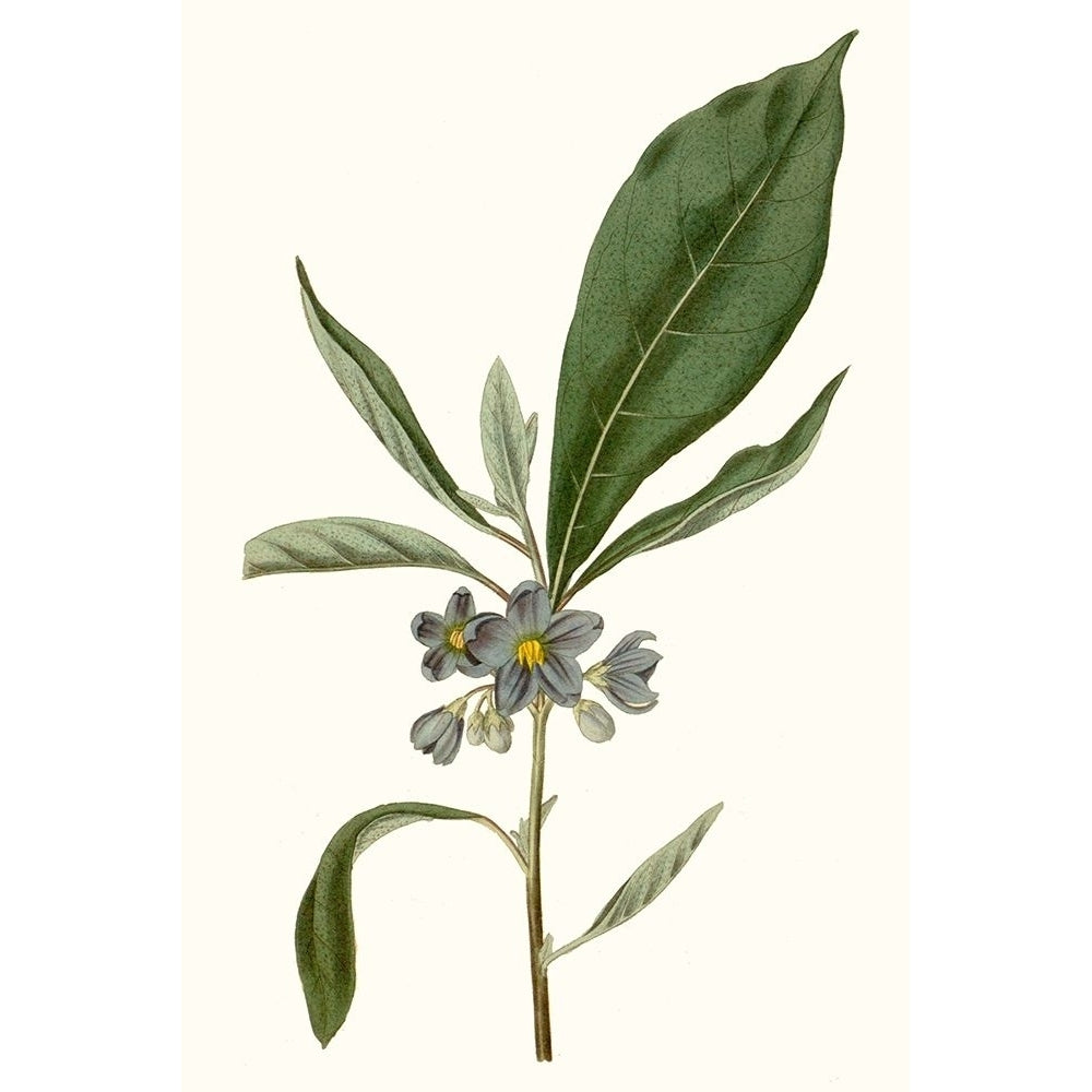 Soft Blue Botanicals II Poster Print - Curtis-VARPDX174178Z Image 1