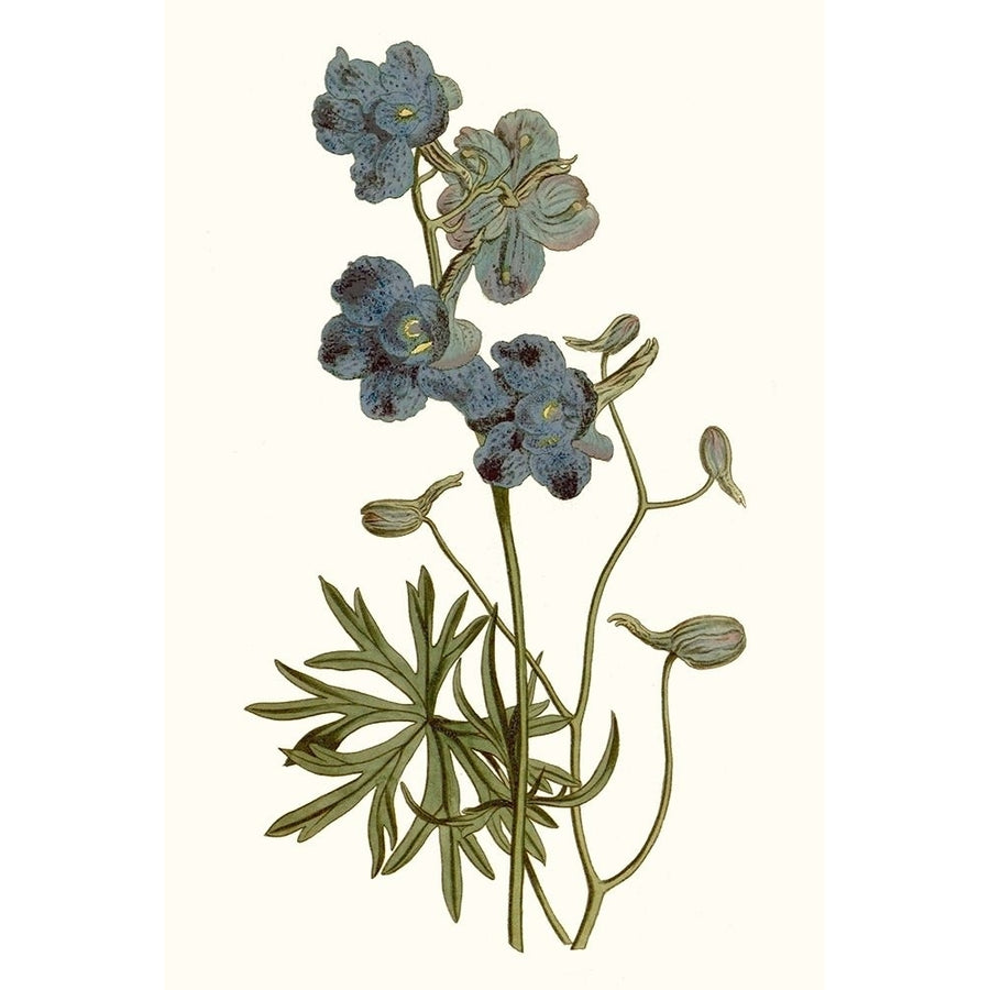 Soft Blue Botanicals V Poster Print - Curtis-VARPDX174181Z Image 1