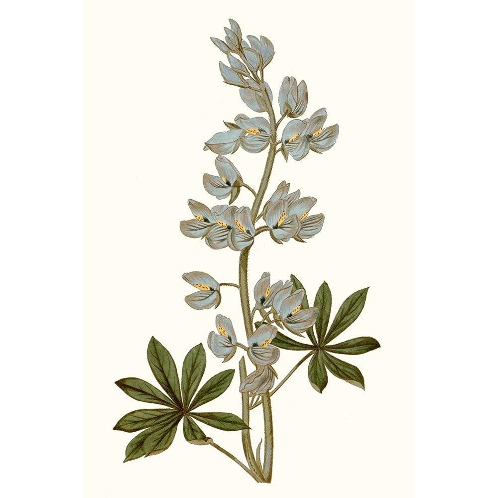 Soft Blue Botanicals VIII Poster Print - Curtis-VARPDX174184Z Image 1