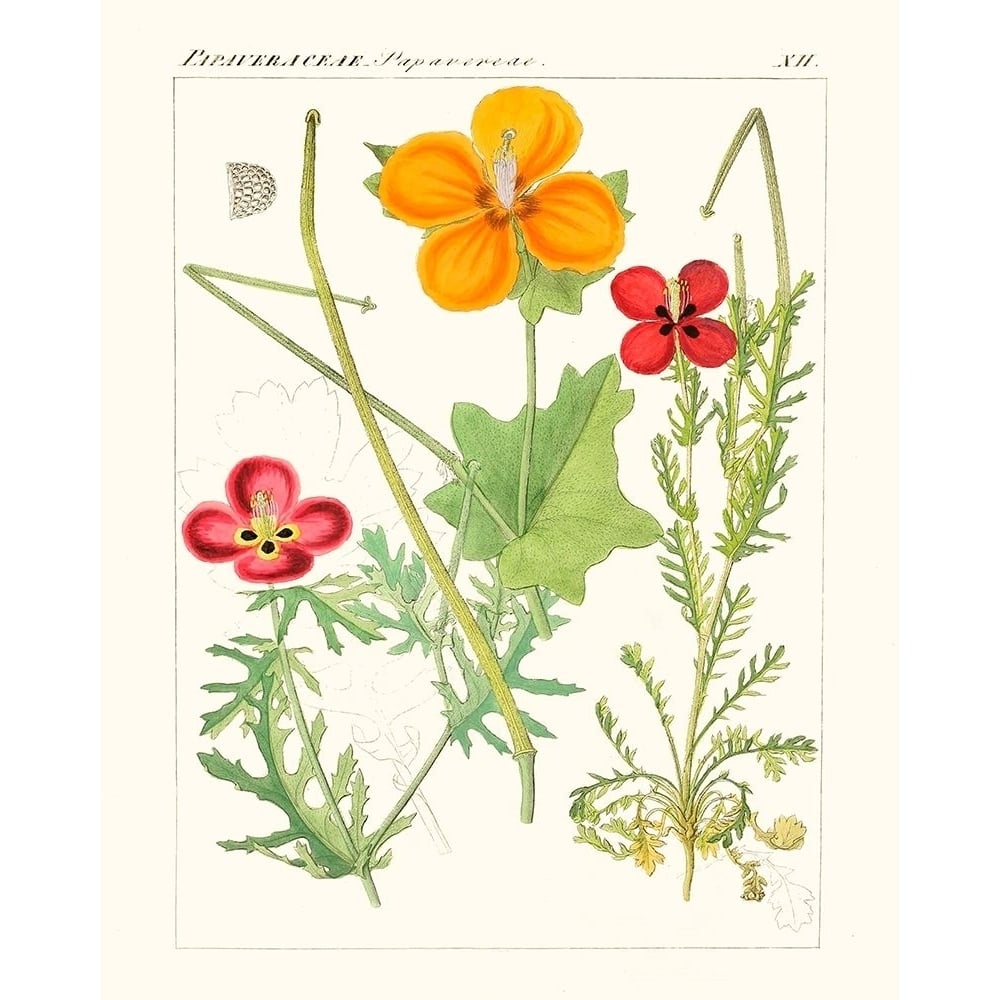 Bright Botanicals V Poster Print - Unknown-VARPDX174189Z Image 1