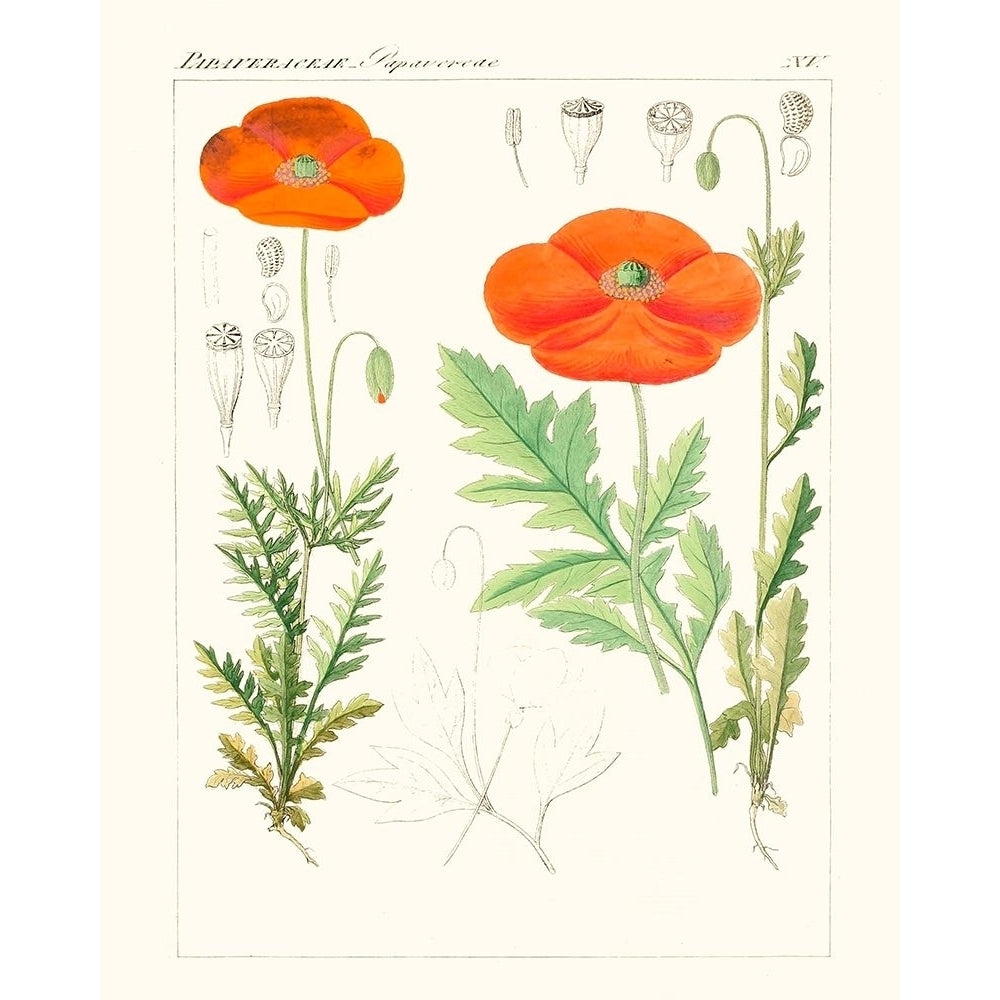 Bright Botanicals VI Poster Print - Unknown-VARPDX174190Z Image 1