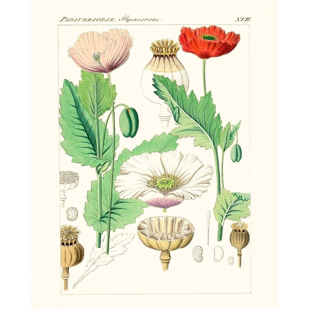 Bright Botanicals II Poster Print - Unknown-VARPDX174186Z Image 1