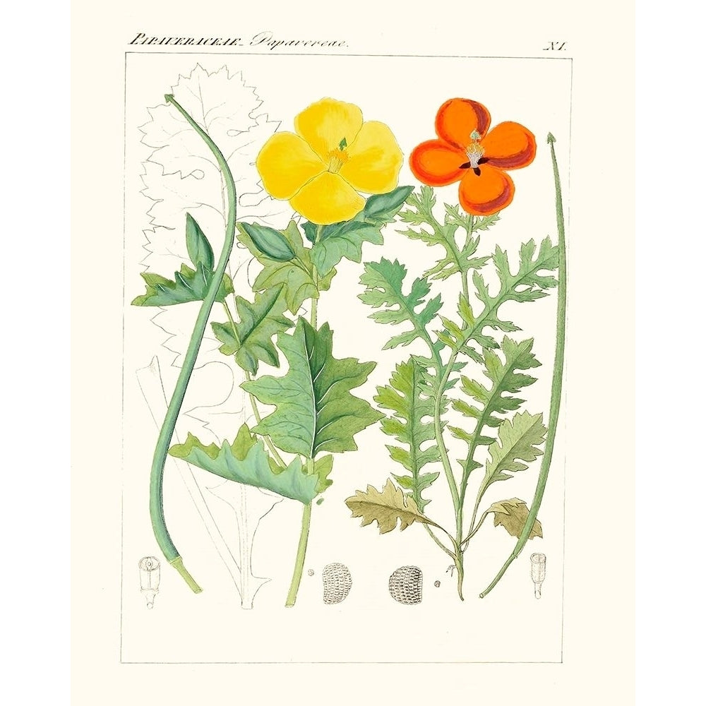 Bright Botanicals VII Poster Print - Unknown-VARPDX174191Z Image 1