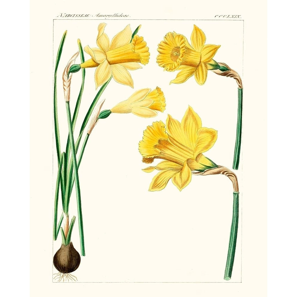 Bright Botanicals I Poster Print - Unknown-VARPDX174185Z Image 1