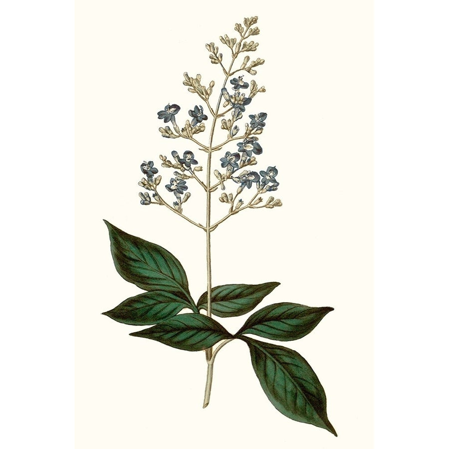 Soft Blue Botanicals IV Poster Print - Curtis-VARPDX174180Z Image 1