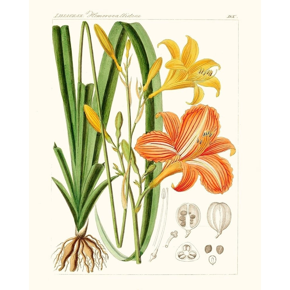 Bright Botanicals VIII Poster Print - Unknown-VARPDX174192Z Image 1