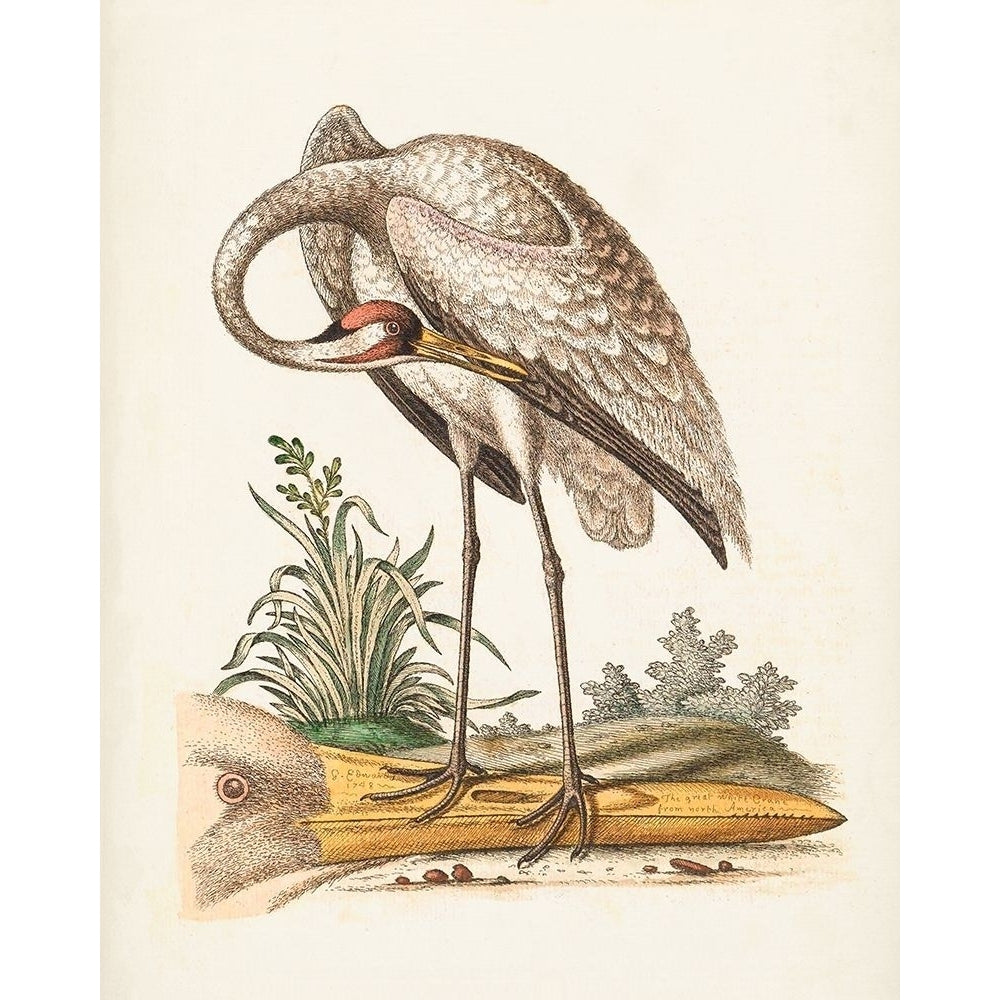 Antique Heron and Cranes IV Poster Print - George Edwards-VARPDX174216Z Image 1