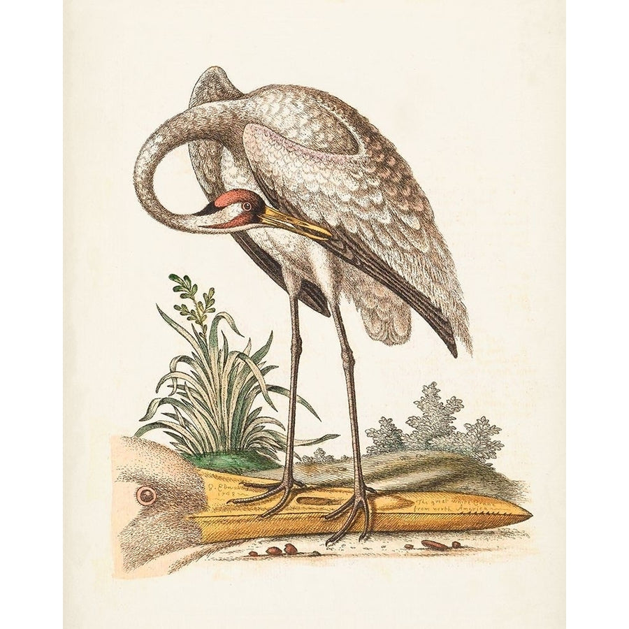 Antique Heron and Cranes IV Poster Print - George Edwards-VARPDX174216Z Image 1