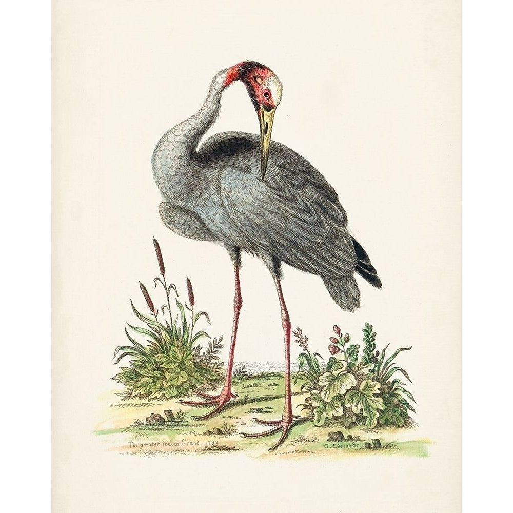 Antique Heron and Cranes I Poster Print - George Edwards-VARPDX174213Z Image 1