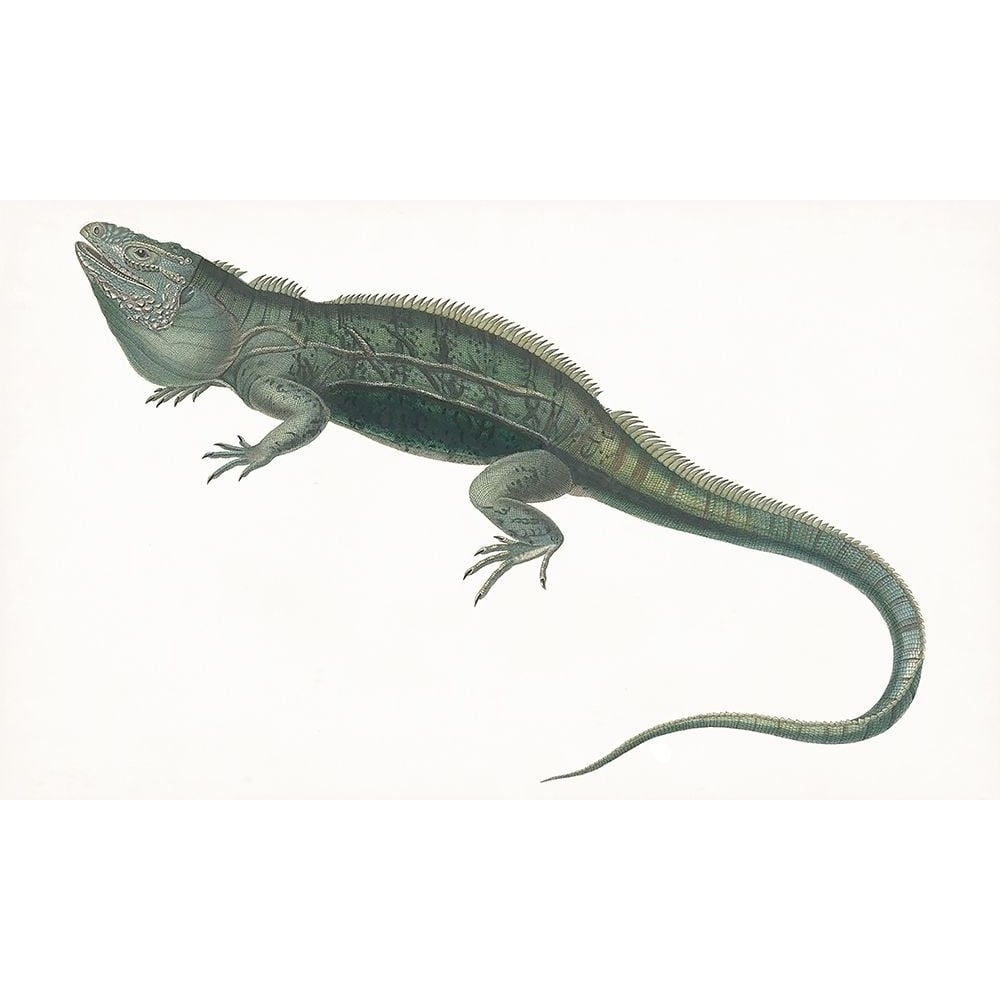 Antique Iguana Poster Print - Unknown-VARPDX174297Z Image 1