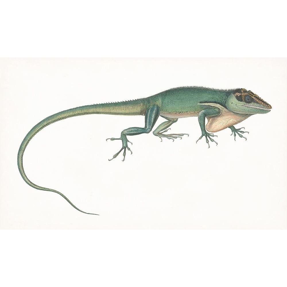 Antique Chameleon Poster Print - Unknown-VARPDX174296Z Image 1