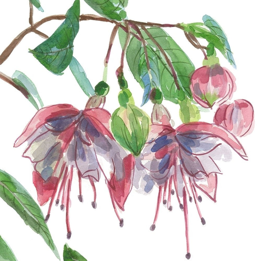 Fuchsias II Poster Print - Melissa Wang-VARPDX174390D Image 1