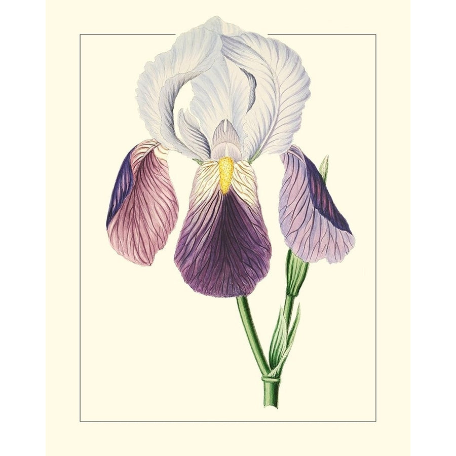 Purple Irises I Poster Print - Unknown-VARPDX174364Z Image 1