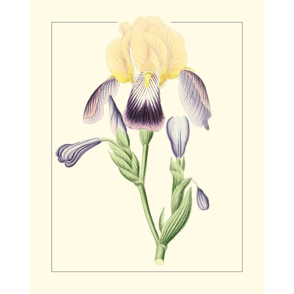 Purple Irises II Poster Print - Unknown-VARPDX174365Z Image 1