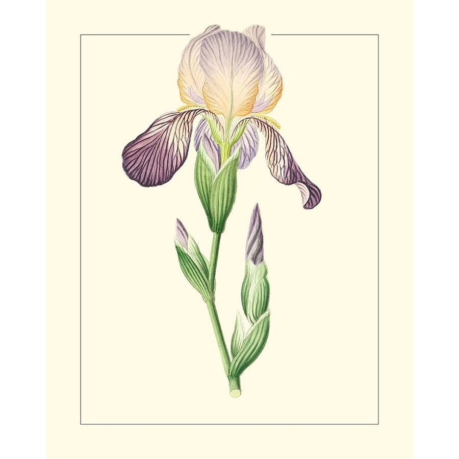 Purple Irises III Poster Print - Unknown-VARPDX174366Z Image 1