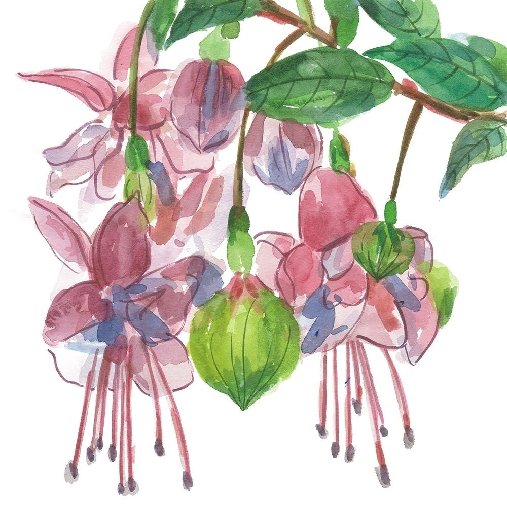 Fuchsias I Poster Print - Melissa Wang-VARPDX174389D Image 1