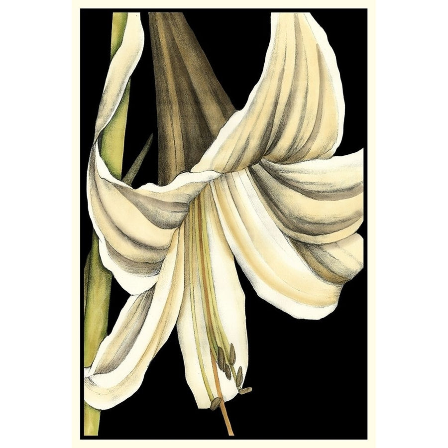 Graphic Lily IV Poster Print - Jennifer Goldberger-VARPDX17440Z Image 1