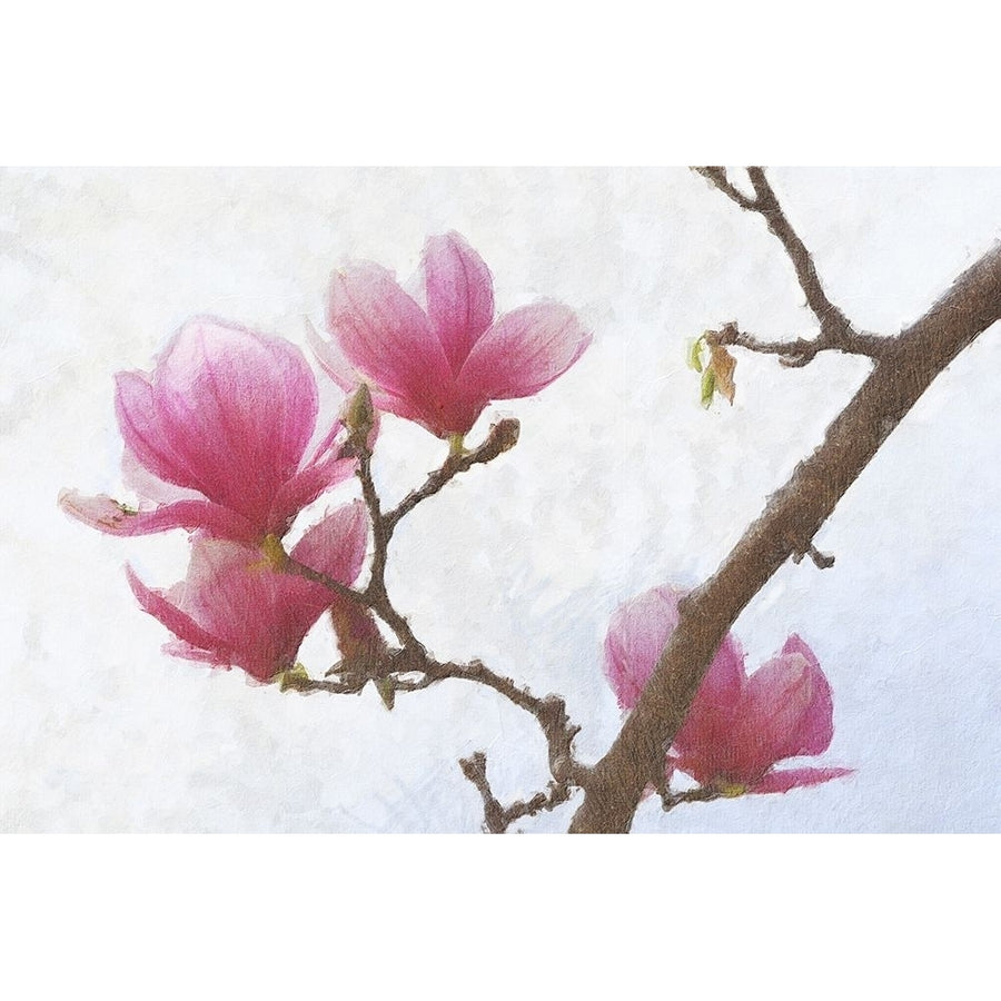 Painted Magnolias I Poster Print - Chris Vest-VARPDX174415Z Image 1