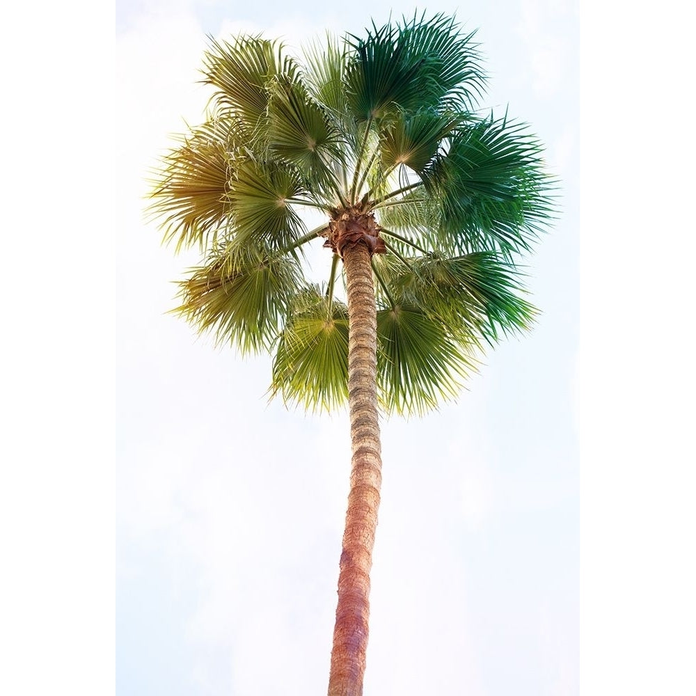 Palmetto I Poster Print - Ryan Hartson-Weddle-VARPDX174420Z Image 1