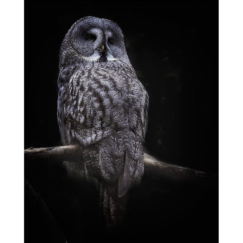 Owl Poster Print - Anna Cseresnjes-VARPDX1745087 Image 1