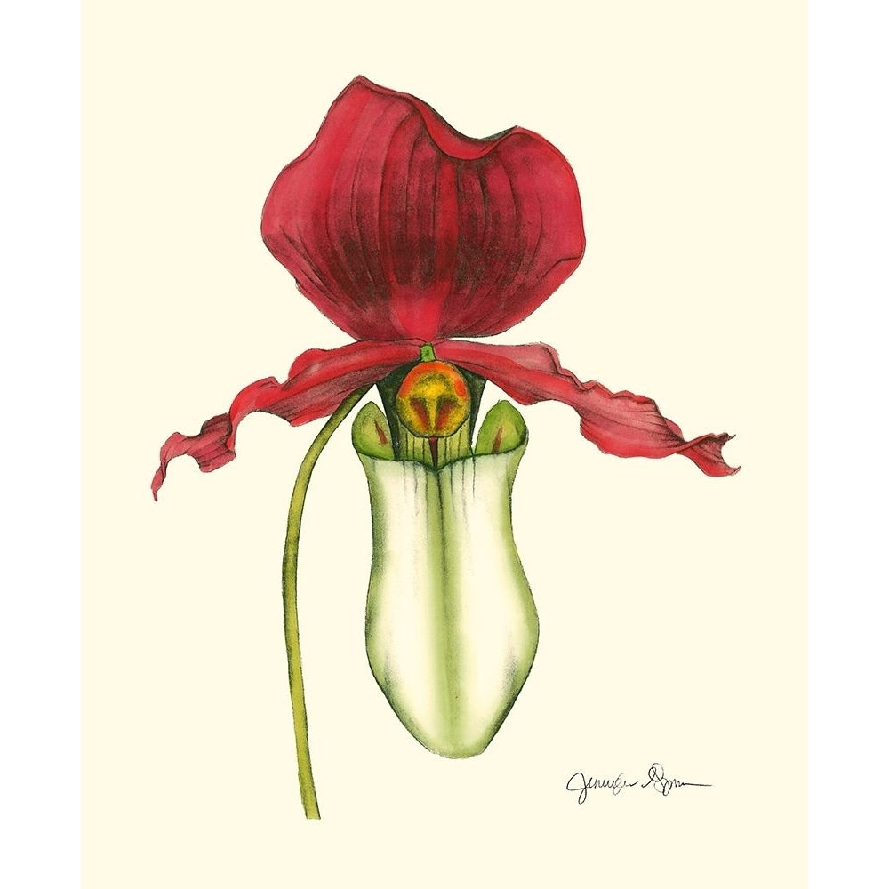 Majestic Orchid I Poster Print - Jennifer Goldberger-VARPDX17451Z Image 1