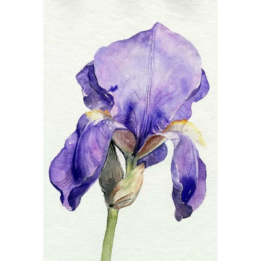 Iris in Bloom I Poster Print - Jennifer Paxton Parker-VARPDX174580FN Image 1