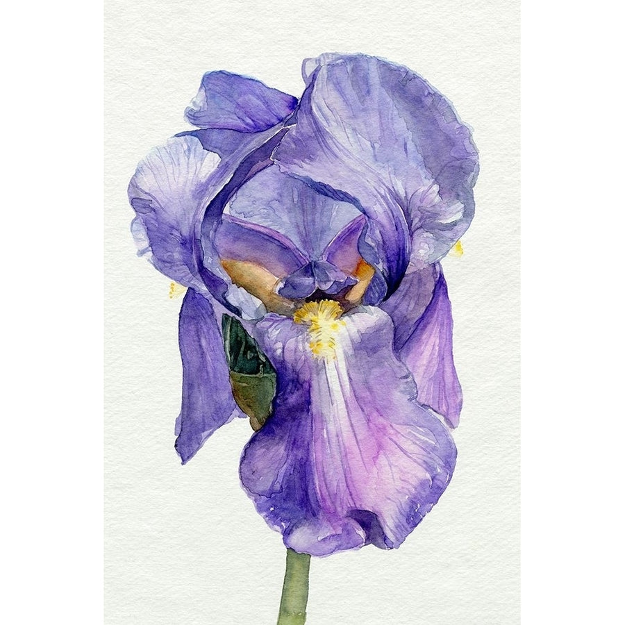 Iris in Bloom II Poster Print - Jennifer Paxton Parker-VARPDX174581FN Image 1