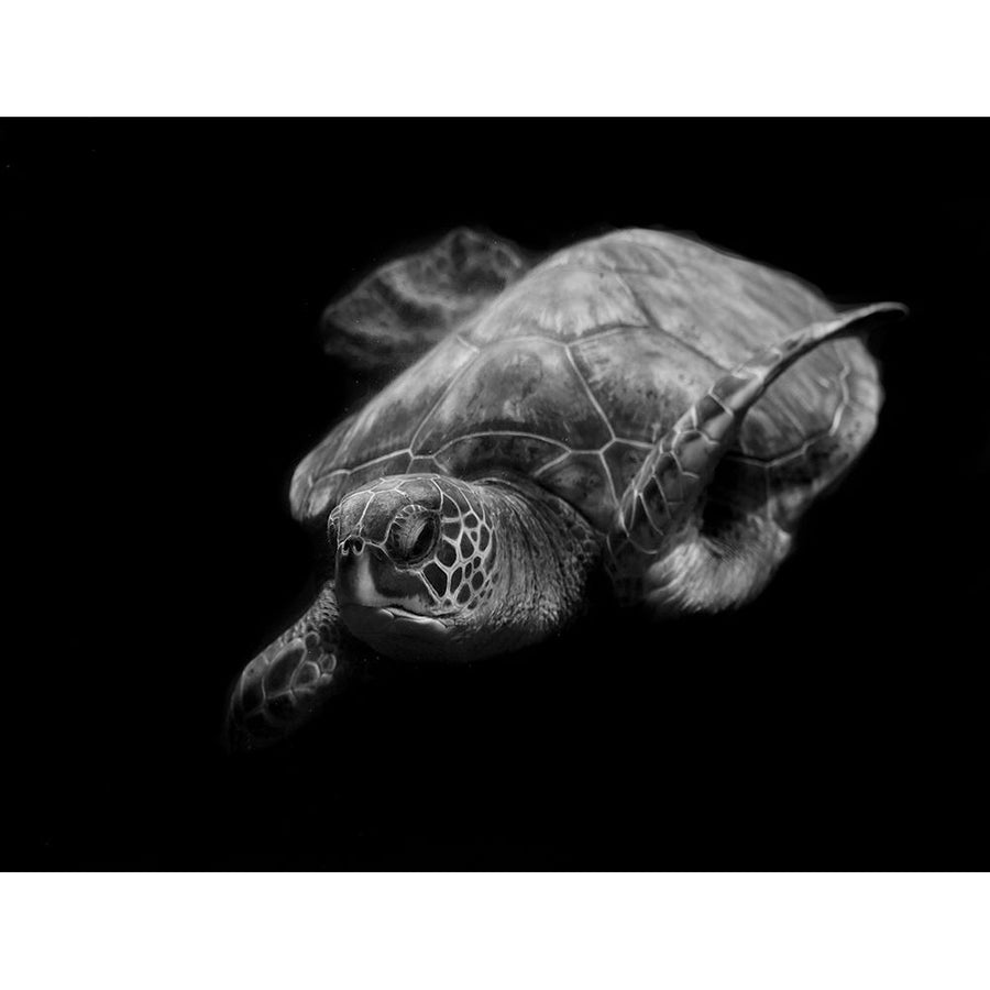 Portrait Of A Sea Turtle In Black And White Poster Print - Robin Wechsler-VARPDX1745810 Image 1