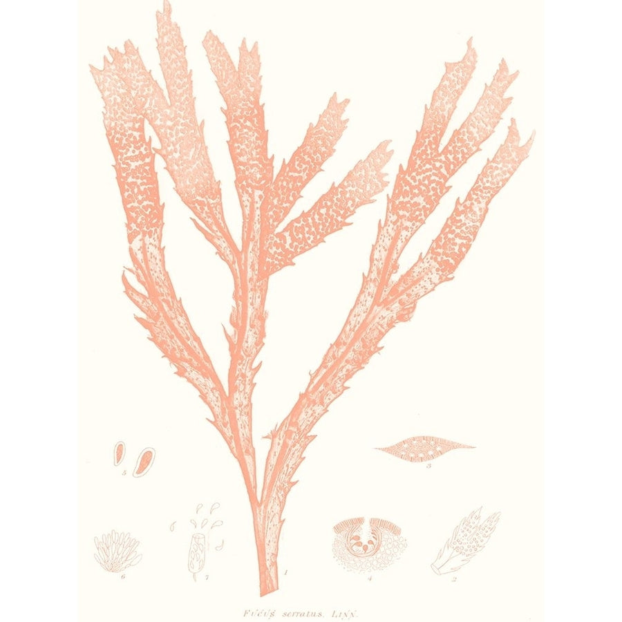 Vivid Coral Seaweed II Poster Print - Studio Vision-VARPDX174651Z Image 1