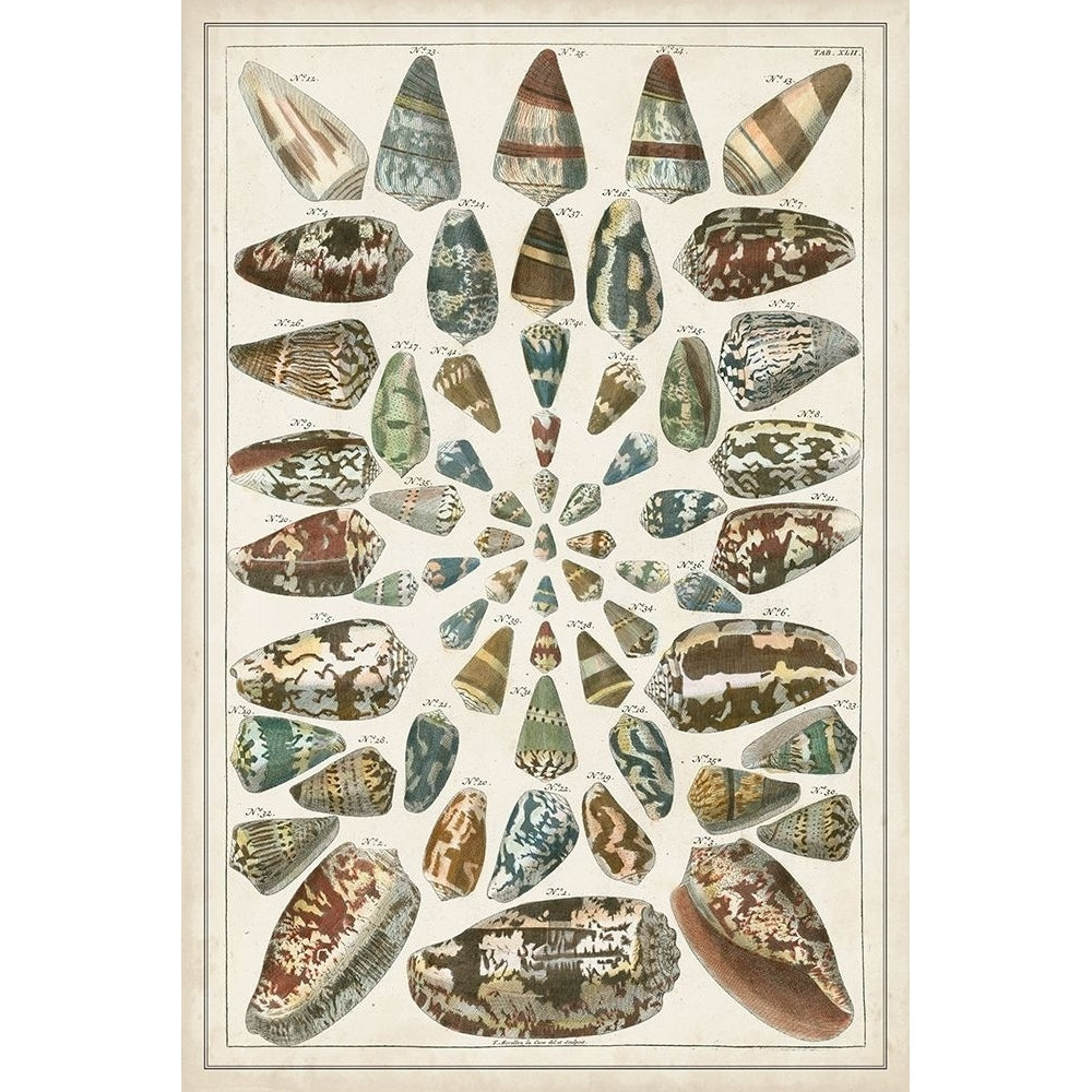 Grand Seba Shells V Poster Print - Albertus Seba-VARPDX174648Z Image 1