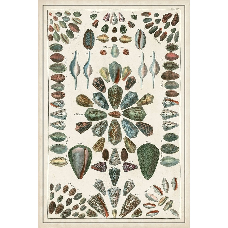 Grand Seba Shells IV Poster Print - Albertus Seba-VARPDX174647Z Image 1