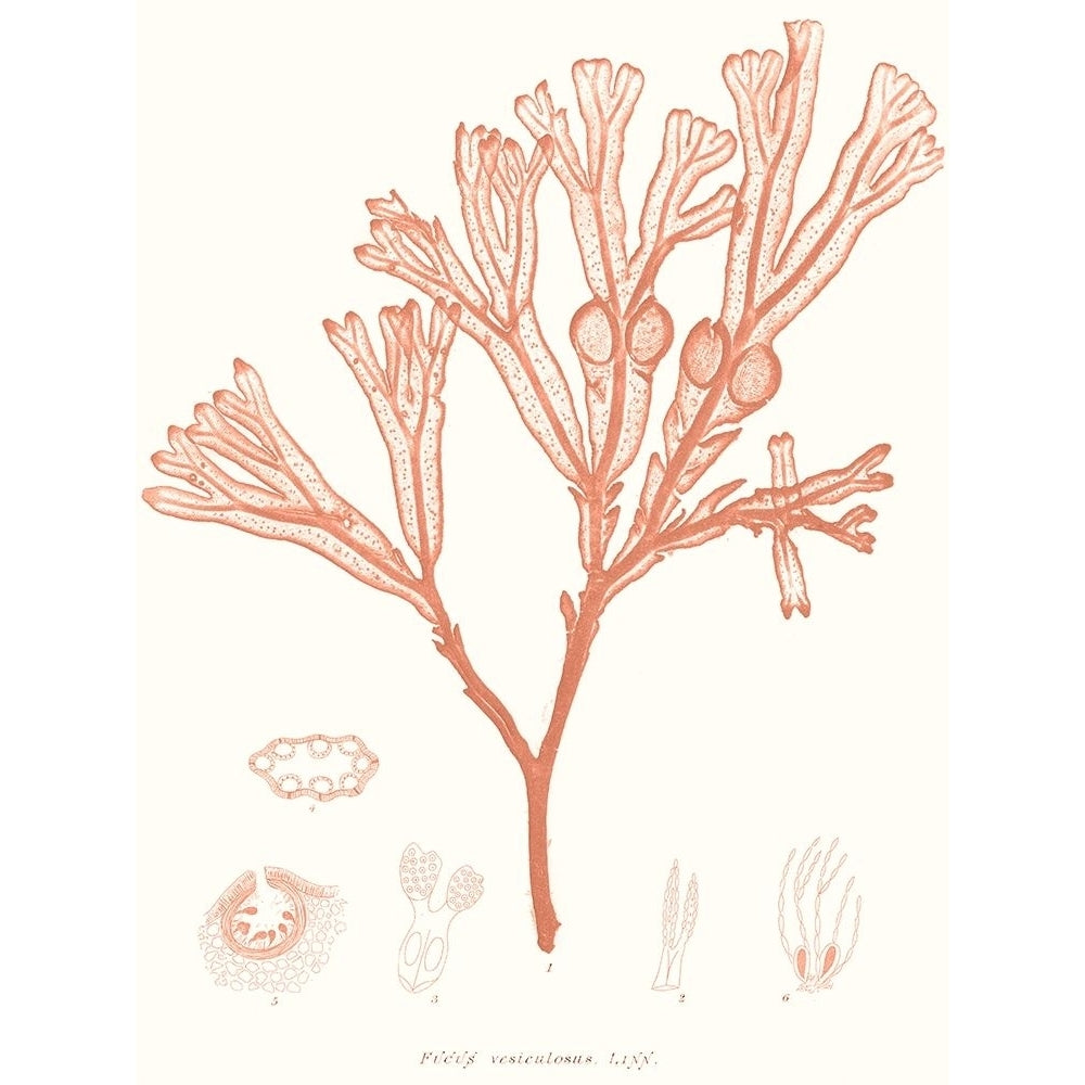 Vivid Coral Seaweed III Poster Print - Studio Vision-VARPDX174652Z Image 1