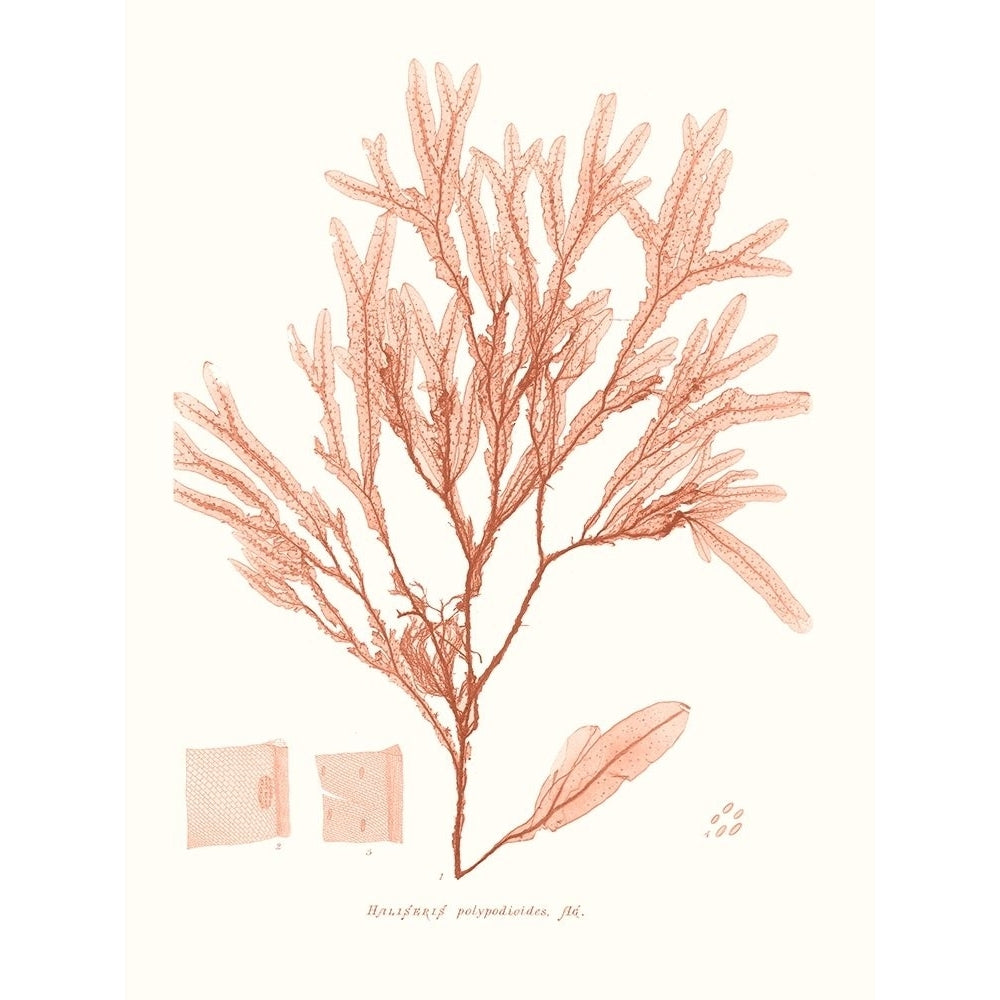 Vivid Coral Seaweed V Poster Print - Studio Vision-VARPDX174654Z Image 1